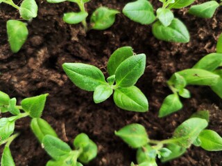Surfinia cuttings planted in the ground