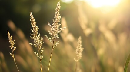 Fototapeta premium Sunlit golden grass swaying gently in the breeze capturing the essence of nature at dusk in a serene setting : Generative AI