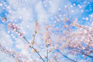 桜と青空