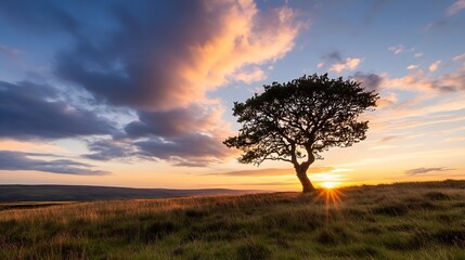 Fototapeta premium Solitary tree basking in golden light during a breathtaking sunset over green hills : Generative AI