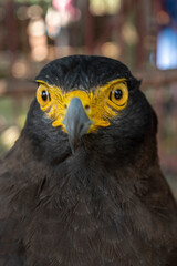 Front view of a portrait of A crested serpent eagle (Spilornis cheela), a medium-sized bird of prey that is found in forested habitats across tropical Asia.