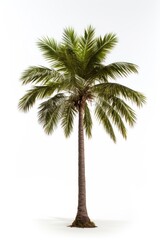 A palm Tree tree plant white background.