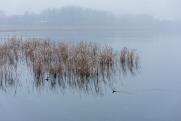 Fototapeta premium reeds in the water