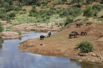 Kaffernbüffel am Mavatsani Wasserloch / African buffalo at Mavatsani waterhole / Syncerus caffer