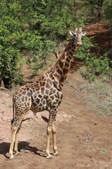 Giraffe / Giraffe / Giraffa camelopardalis