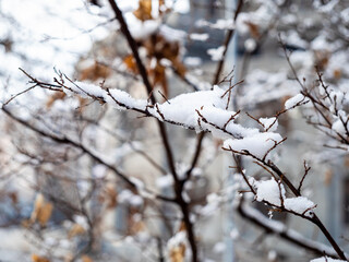snow on tree twig close up in Yerevan in twilight