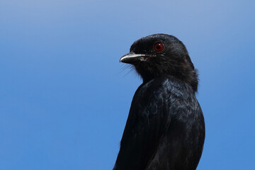 Gabelschwanzdrongo / Fork-tailed drongo / Dicrurus adsimilis.