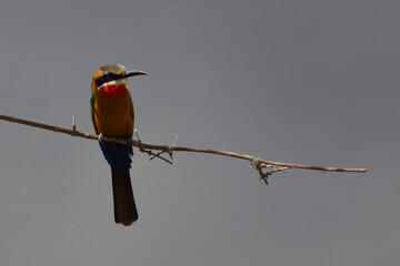 Weißstirnspint / White-fronted bee-eater / Merops bullockoides