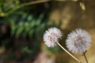 Close-up photo of white Farfugium japonicum flowers in bloom