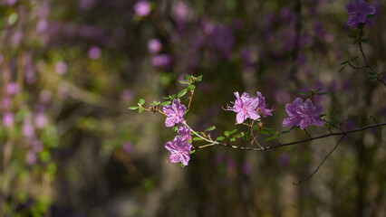 Delicate pink azalea flowers bloom in a tranquil spring garden