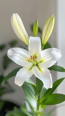 Fototapeta premium Elegant white lily with buds in soft natural light