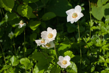 Anemonoides sylvestris, beautiful spring wildflowers in the forest