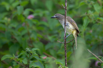  The beautiful white browed bulbul perched on a branch against a backdrop of green foliage. Its pale yellow underside and distinctive white eyebrow clearly visible