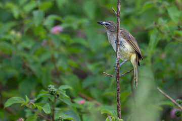  The beautiful white browed bulbul perched on a branch against a backdrop of green foliage. Its pale yellow underside and distinctive white eyebrow clearly visible