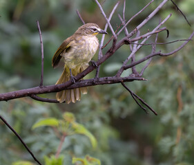  The beautiful white browed bulbul perched on a branch against a backdrop of green foliage. Its pale yellow underside and distinctive white eyebrow clearly visible
