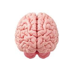Isolated Anatomically Correct Human Brain, Top View