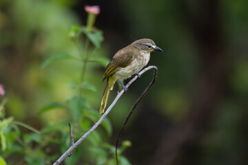  The beautiful white browed bulbul perched on a branch against a backdrop of green foliage. Its pale yellow underside and distinctive white eyebrow clearly visible