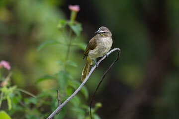 The beautiful white browed bulbul perched on a branch against a backdrop of green foliage. Its pale yellow underside and distinctive white eyebrow clearly visible