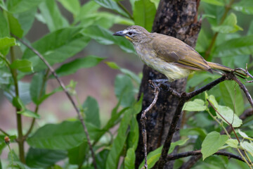 The beautiful white browed bulbul perched on a branch against a backdrop of green foliage. Its pale yellow underside and distinctive white eyebrow clearly visible