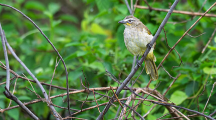 The beautiful white browed bulbul perched on a branch against a backdrop of green foliage. Its pale yellow underside and distinctive white eyebrow clearly visible