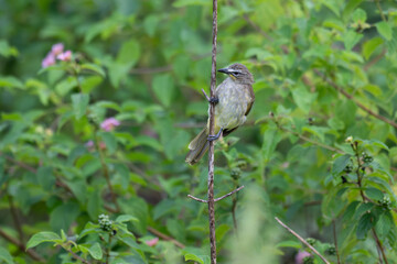  The beautiful white browed bulbul perched on a branch against a backdrop of green foliage. Its pale yellow underside and distinctive white eyebrow clearly visible