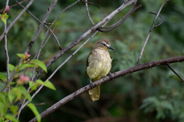  The beautiful white browed bulbul perched on a branch against a backdrop of green foliage. Its pale yellow underside and distinctive white eyebrow clearly visible