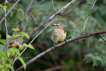  The beautiful white browed bulbul perched on a branch against a backdrop of green foliage. Its pale yellow underside and distinctive white eyebrow clearly visible