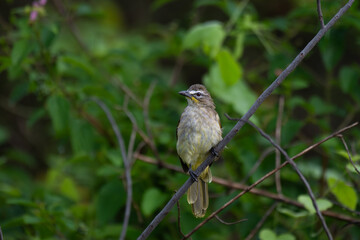  The beautiful white browed bulbul perched on a branch against a backdrop of green foliage. Its pale yellow underside and distinctive white eyebrow clearly visible