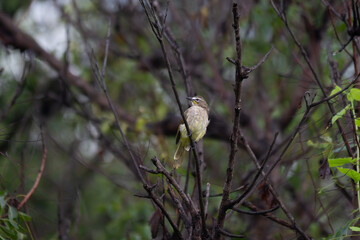  The beautiful white browed bulbul perched on a branch against a backdrop of green foliage. Its pale yellow underside and distinctive white eyebrow clearly visible