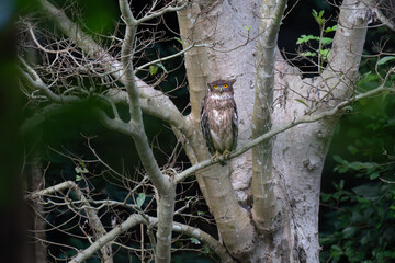 The beautiful, detailed close up of a brown fish owl with mottled brown and white plumage sitting on a branch against a dark, leafy lush green background.