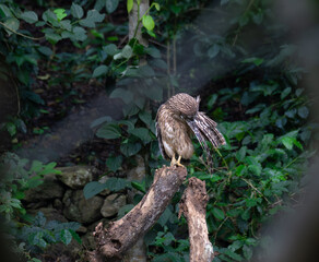 The beautiful, detailed close up of a brown fish owl with mottled brown and white plumage sitting on a branch against a dark, leafy lush green background.