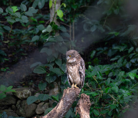 The beautiful, detailed close up of a brown fish owl with mottled brown and white plumage sitting...