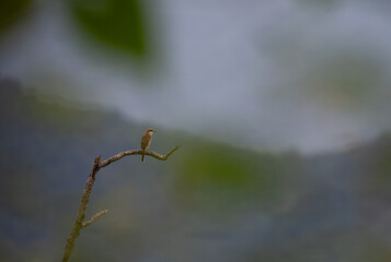 The beautiful Brown strike rear view with light brown plumage, perched on a thin branch against a blurred background of sky and trees.