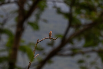 The beautiful Brown strike rear view with light brown plumage, perched on a thin branch against a blurred background of sky and trees.