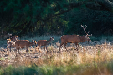Red deer, Male roaring in La Pampa, Argentina, Parque Luro, Nature Reserve