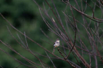 The beautiful grey breasted prinia perched on a branch, with detailed focus on the birds plumage and beak. soft blurred background with branches.