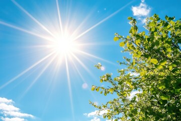 A single tree with sunlight shining through its leaves, creating a warm and inviting atmosphere