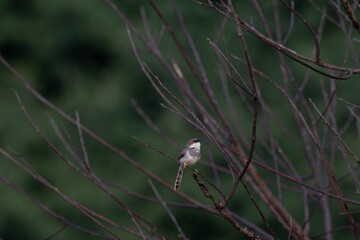 The beautiful grey breasted prinia perched on a branch, with detailed focus on the birds plumage and beak. soft blurred background with branches.