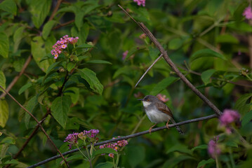 The beautiful grey breasted prinia perched on a branch, with detailed focus on the birds plumage and beak. soft blurred background with green leaves and flowers. 