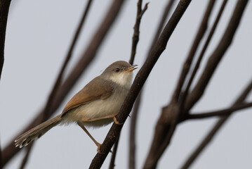 The beautiful grey breasted prinia perched on a branch, with detailed focus on the birds plumage and beak. soft blurred background. 