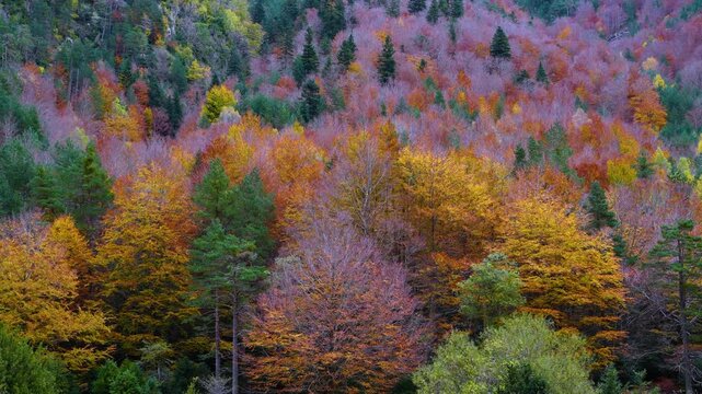 Autumn landscape of the mixed forest of beech, pine and fir trees in the Selva de Oza in the Western Valleys Natural Park. The Jacetania region. Aragonese Pyrenees. Huesca. Aragon. Spain. Europe.