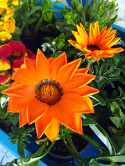 large orange flower of a strange shape, with sharp petals, many flowers, gardening season, flower sale
