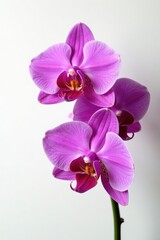 Obraz premium Purple Phalaenopsis orchid flowers on white background, flowers, purple