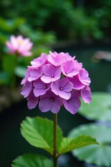 Fototapeta premium Purple hydrangea bloom in a garden near a pond with water lilies, pond, waterlilies