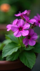 Obraz premium Purple geranium Rozanne flowers blooming in a garden container, container garden, plants, blooms