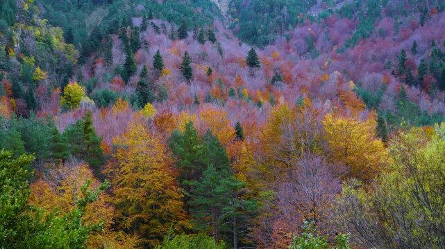 Autumn landscape of the mixed forest of beech, pine and fir trees in the Selva de Oza in the Western Valleys Natural Park. The Jacetania region. Aragonese Pyrenees. Huesca. Aragon. Spain. Europe.