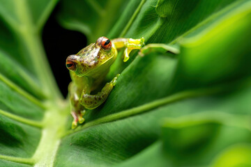 Jade Tree Frog (Zhangixalus dulitensis) is a species of frog found in Borneo island, Indonesia.