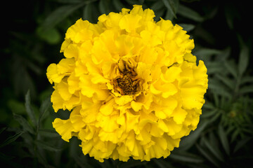 Close-Up Velvet Zinnia: Vibrant Orange Flower