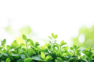 A close-up shot of lush green plants