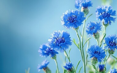 Naklejka premium A bouquet of blue cornflowers on a pastel sky-blue background